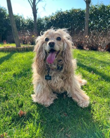 Cocker Spaniel Welpe