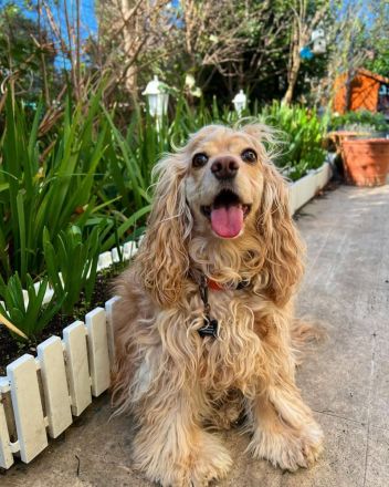 Cocker Spaniel Welpe