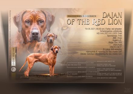 Deckrüde Rhodesian Ridgeback