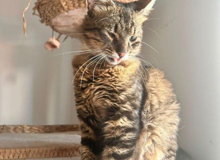 Stubentiger Pepper sucht seine Menschen!