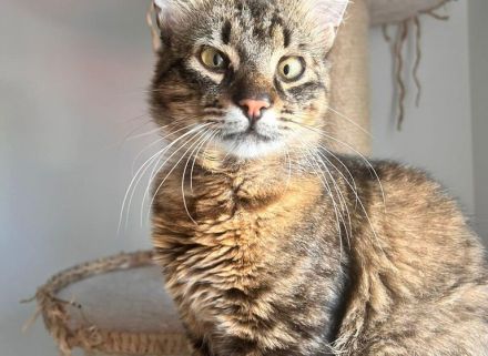 Stubentiger Pepper sucht seine Menschen!