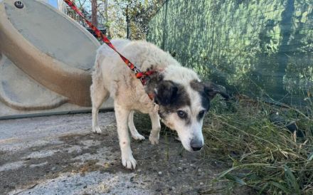 Rüdiger - liebebedürftig und menschenbezogen!