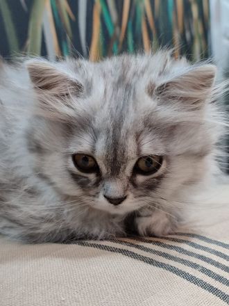 Süßes Britisch Langhaar Kätzchen BLH Kitte