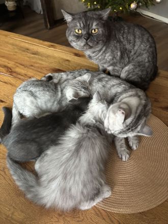 Süßes Britisch Langhaar Kätzchen BLH Kitte