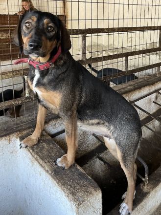 Zona, geb. ca. 11/2022, lebt in GRIECHENLAND, auf einer privaten Pflegestelle