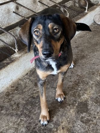 Zona, geb. ca. 11/2022, lebt in GRIECHENLAND, auf einer privaten Pflegestelle