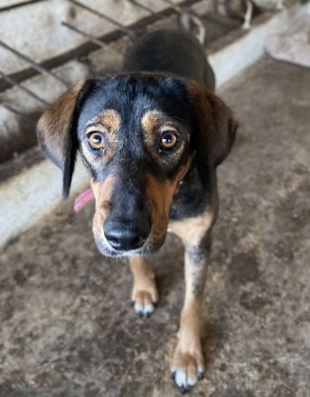 Zona, geb. ca. 11/2022, lebt in GRIECHENLAND, auf einer privaten Pflegestelle