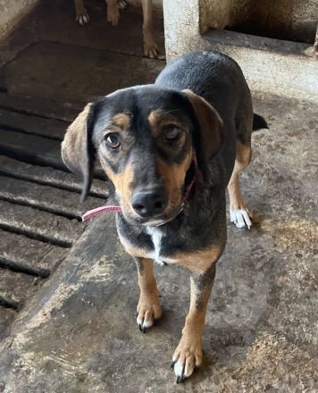 Zona, geb. ca. 11/2022, lebt in GRIECHENLAND, auf einer privaten Pflegestelle