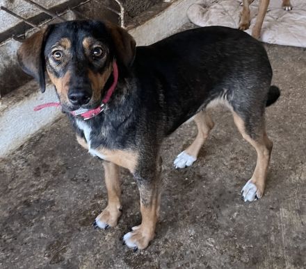 Zona, geb. ca. 11/2022, lebt in GRIECHENLAND, auf einer privaten Pflegestelle