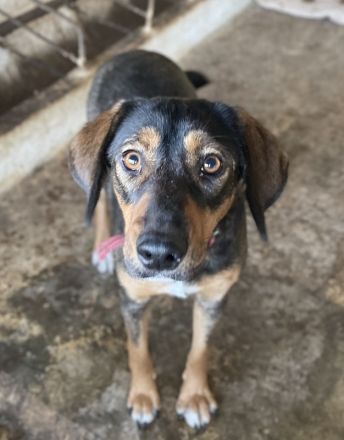 Zona, geb. ca. 11/2022, lebt in GRIECHENLAND, auf einer privaten Pflegestelle