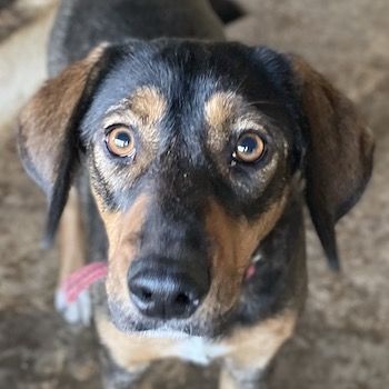 Zona, geb. ca. 11/2022, lebt in GRIECHENLAND, auf einer privaten Pflegestelle