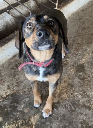 Zona, geb. ca. 11/2022, lebt in GRIECHENLAND, auf einer privaten Pflegestelle