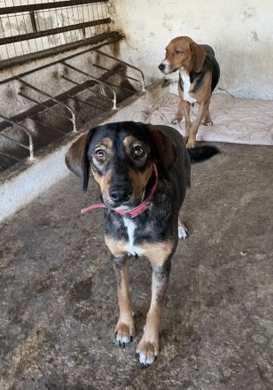 Zona, geb. ca. 11/2022, lebt in GRIECHENLAND, auf einer privaten Pflegestelle