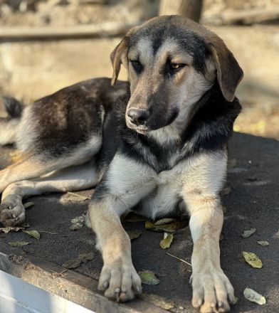 Chita, Ciri, Vojan, geb. ca. 05/2024, lebt in GRIECHENLAND, auf einer privaten Pflegestelle