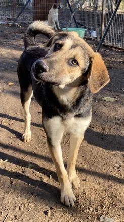 Chita, Ciri, Vojan, geb. ca. 05/2024, lebt in GRIECHENLAND, auf einer privaten Pflegestelle