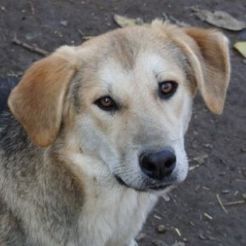 Chita, Ciri, Vojan, geb. ca. 05/2024, lebt in GRIECHENLAND, auf einer privaten Pflegestelle