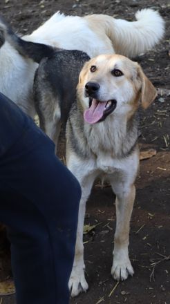 Chita, Ciri, Vojan, geb. ca. 05/2024, lebt in GRIECHENLAND, auf einer privaten Pflegestelle