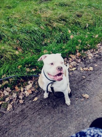 Amerikanischer Bulldog