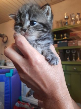 zauberhafter kleiner BKH Kater sucht ein neues Zuhause