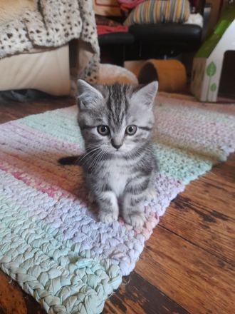 zauberhafter kleiner BKH Kater sucht ein neues Zuhause