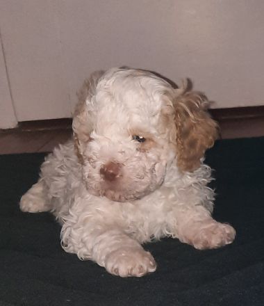 Wunderschöner Lagotto Romagnolowelpe