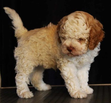 Wunderschöner Lagotto Romagnolowelpe
