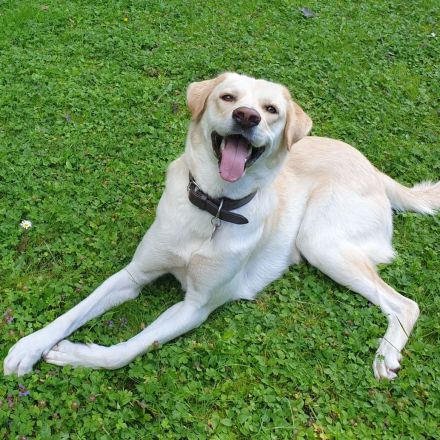 Hündin Abby / derzeit in 27419 Kalbe- Niedersachsen