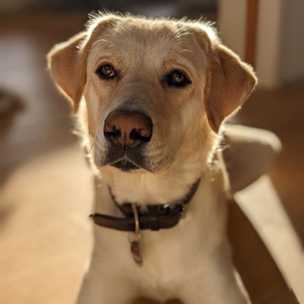 Hündin Abby / derzeit in 27419 Kalbe- Niedersachsen