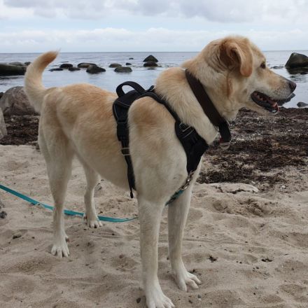 Hündin Abby / derzeit in 27419 Kalbe- Niedersachsen