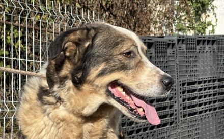 Outlaw sucht dringend ein neues Zuhause. Das Shelterleben überfordert ihn.