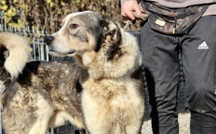Outlaw sucht dringend ein neues Zuhause. Das Shelterleben überfordert ihn.