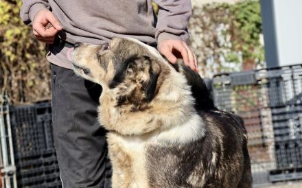 Outlaw sucht dringend ein neues Zuhause. Das Shelterleben überfordert ihn.