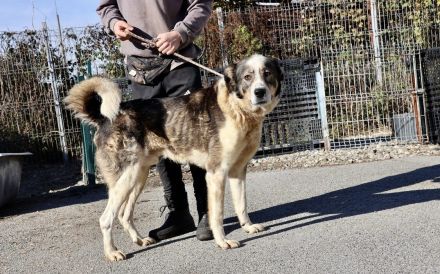 Outlaw sucht dringend ein neues Zuhause. Das Shelterleben überfordert ihn.