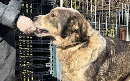 Outlaw sucht dringend ein neues Zuhause. Das Shelterleben überfordert ihn.