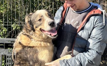 Outlaw sucht dringend ein neues Zuhause. Das Shelterleben überfordert ihn.