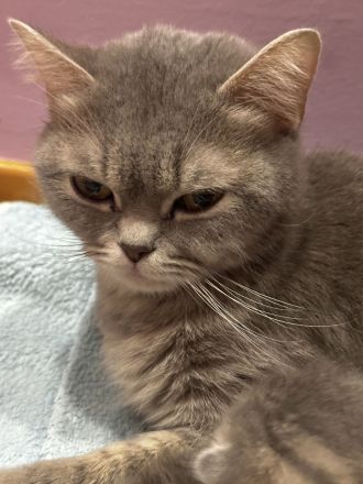 Bkh-Kitten zu verkaufen