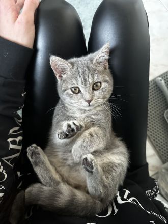 Bkh-Kitten zu verkaufen