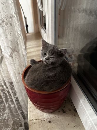 Bkh-Kitten zu verkaufen