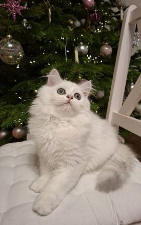 Zuckersüße BLH Katze, black silver shaded point, mit Stammbaum