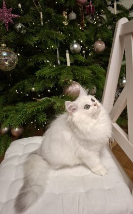 Zuckersüße BLH Katze, black silver shaded point, mit Stammbaum