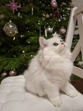 Zuckersüße BLH Katze, black silver shaded point, mit Stammbaum