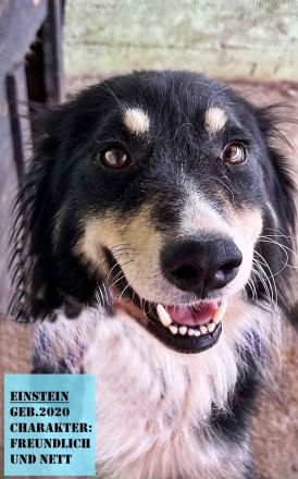 Einstein, lieb und freundlich