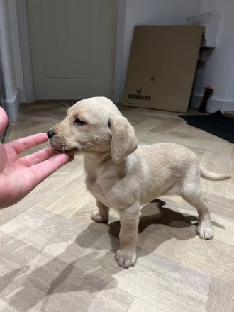 Wunderschöne Labradorwelpen suchen ihr Zuhause!