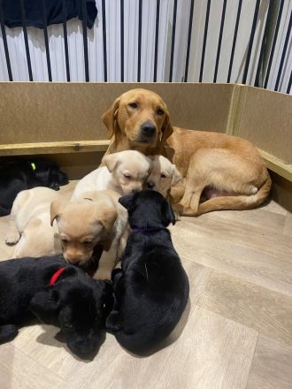 Wunderschöne Labradorwelpen suchen ihr Zuhause!