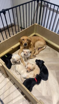 Wunderschöne Labradorwelpen suchen ihr Zuhause!