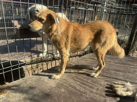 Fleur  ca. 8-jährige, nette Hündin, ca. 51 cm, wartet schon so lange im Tierheim