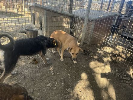 Fleur  ca. 8-jährige, nette Hündin, ca. 51 cm, wartet schon so lange im Tierheim