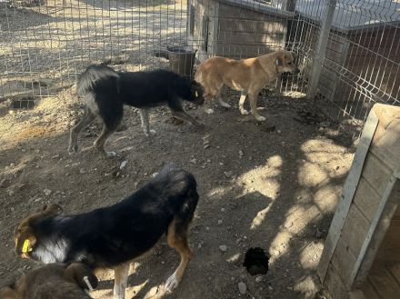 Fleur  ca. 8-jährige, nette Hündin, ca. 51 cm, wartet schon so lange im Tierheim