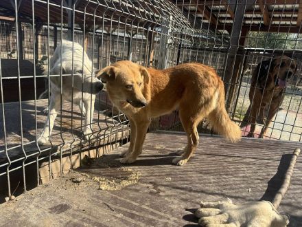 Fleur  ca. 8-jährige, nette Hündin, ca. 51 cm, wartet schon so lange im Tierheim