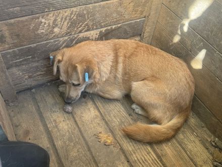 Fleur  ca. 8-jährige, nette Hündin, ca. 51 cm, wartet schon so lange im Tierheim